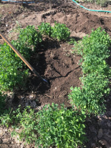 Crimson Clover after winter debris cleanup