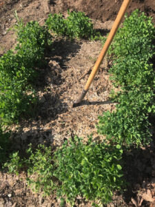 Crimson Clover before winter debris cleanup